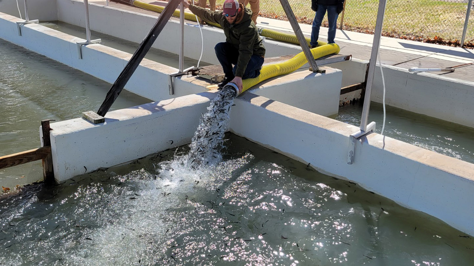 Kenosha Sportfishing and Conservation Association Salmon Delivery Kenosha Sportfishing and Conservation Association Salmon Delivery