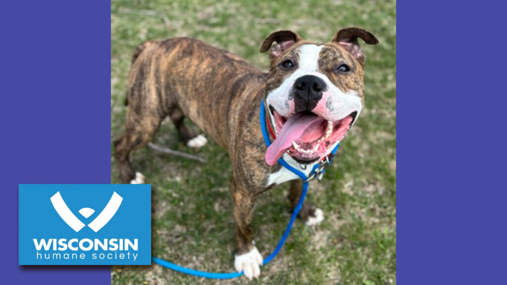 Kenosha.com Pet of the Week Congo