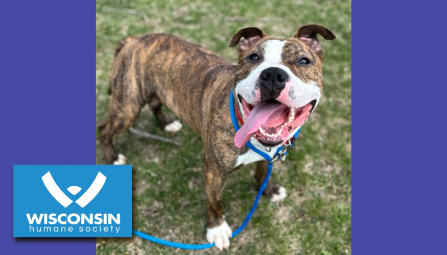 Kenosha.com Pet of the Week Congo