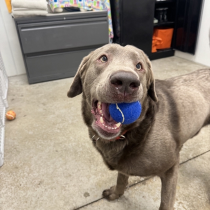 Kenosha.com's Pet of the Week Mushi