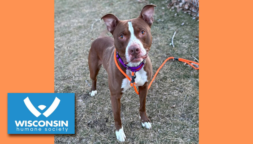 Kenosha.com's Pet of the Week Bam Bam