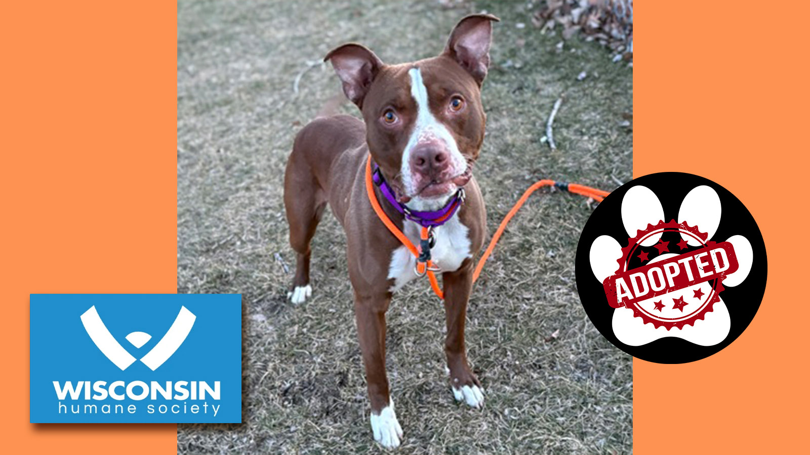 k.com POTW Bam Bam Adopted Kenosha.com's Pet of the Week Bam Bam Now Adopted