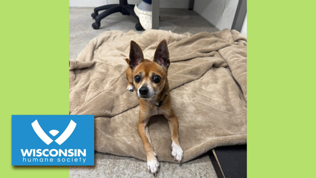 Kenosha.com Pet of the Week Cheese