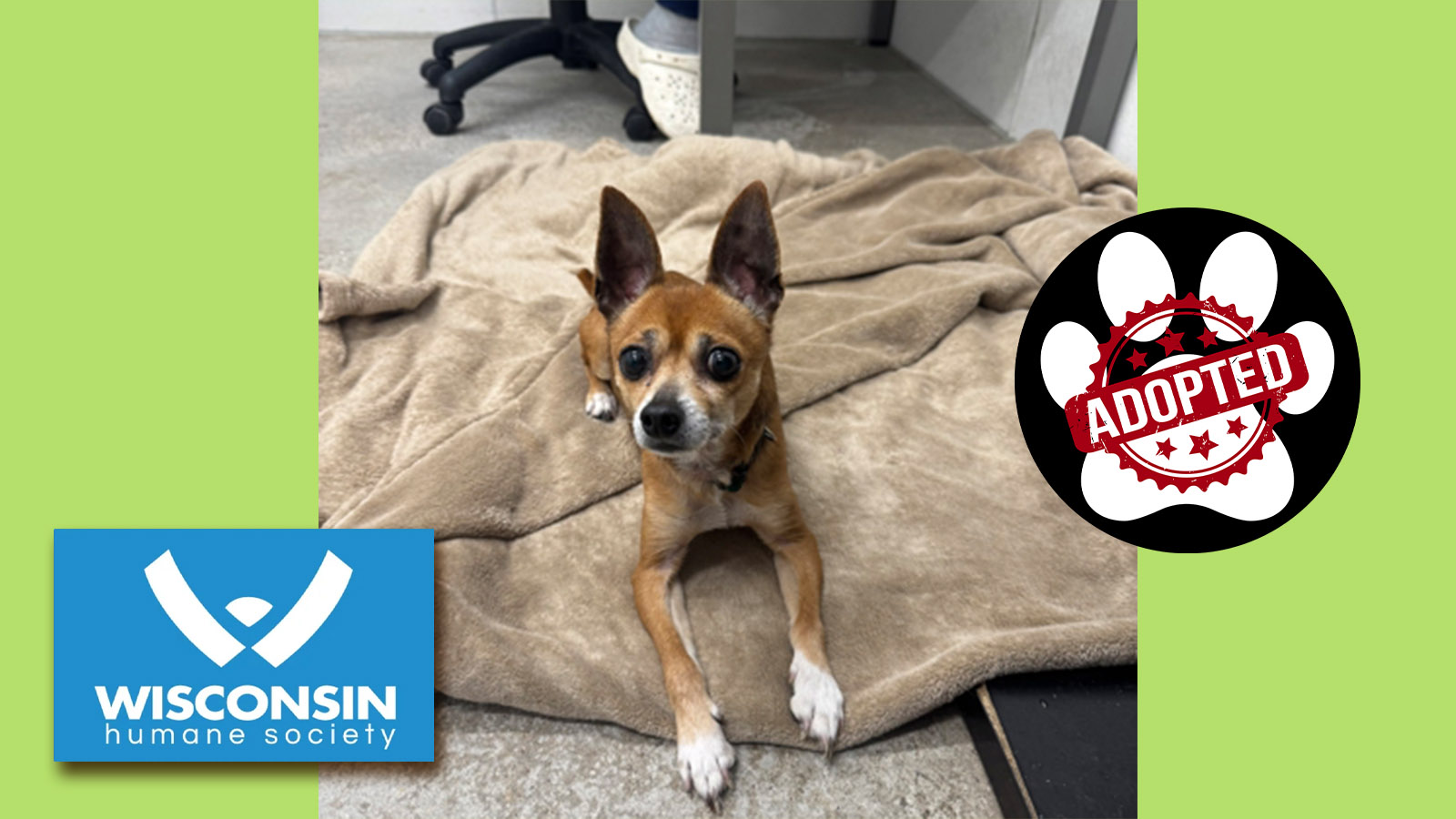 k.com POTW Cheese Kenosha.com Pet of the Week Cheese Now Adopted