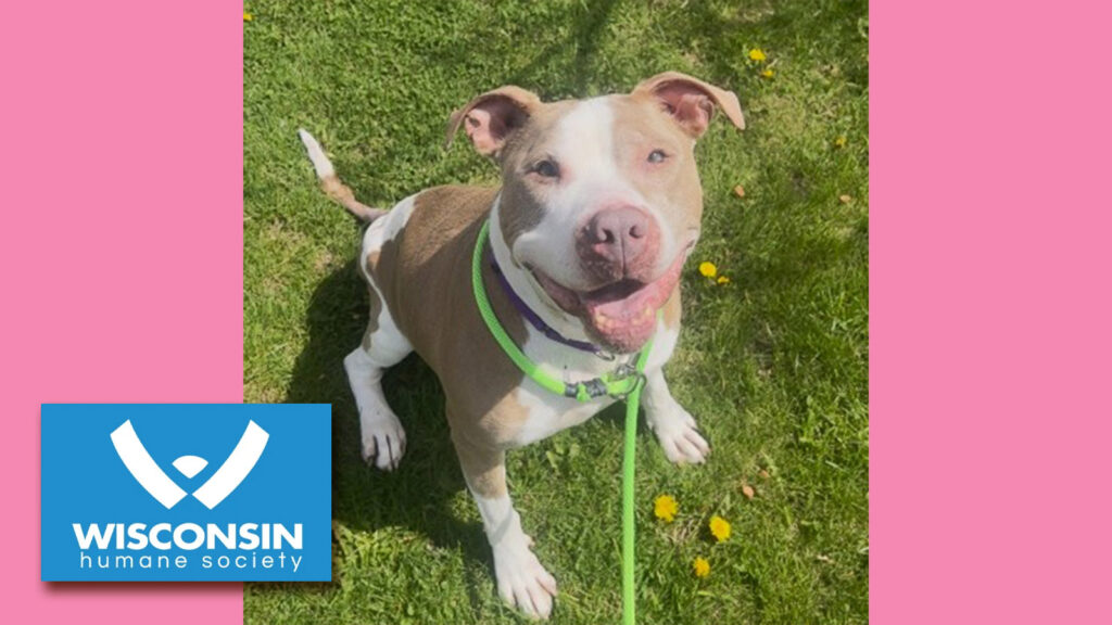 Kenosha.com Pet of the Week Giggles