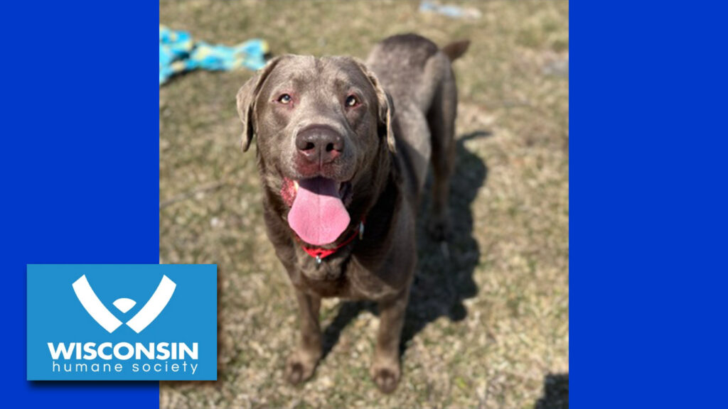 Kenosha.com's Pet of the Week Mushi