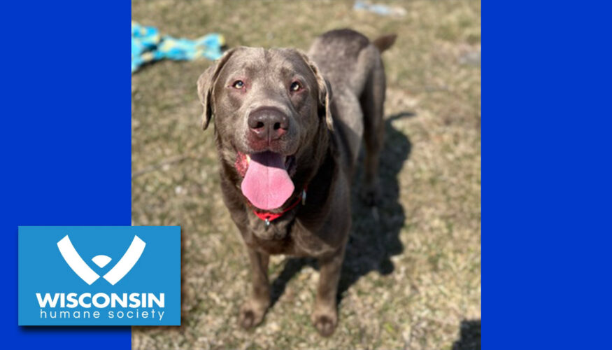 Kenosha.com's Pet of the Week Mushi