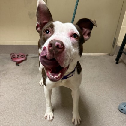 Kneosha.com Pet of the Week Luffy