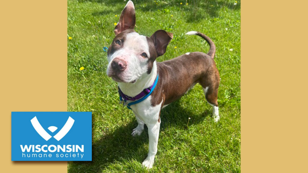 Kneosha.com Pet of the Week Luffy