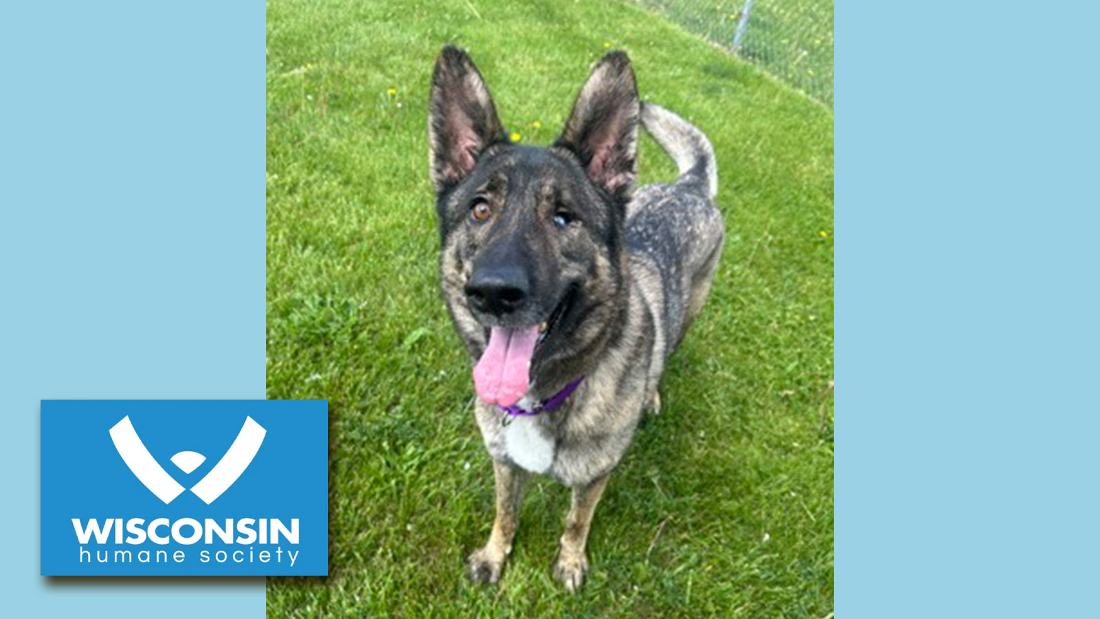 k.com POTW Nova Kenosha.com's Pet of the Week: Nova