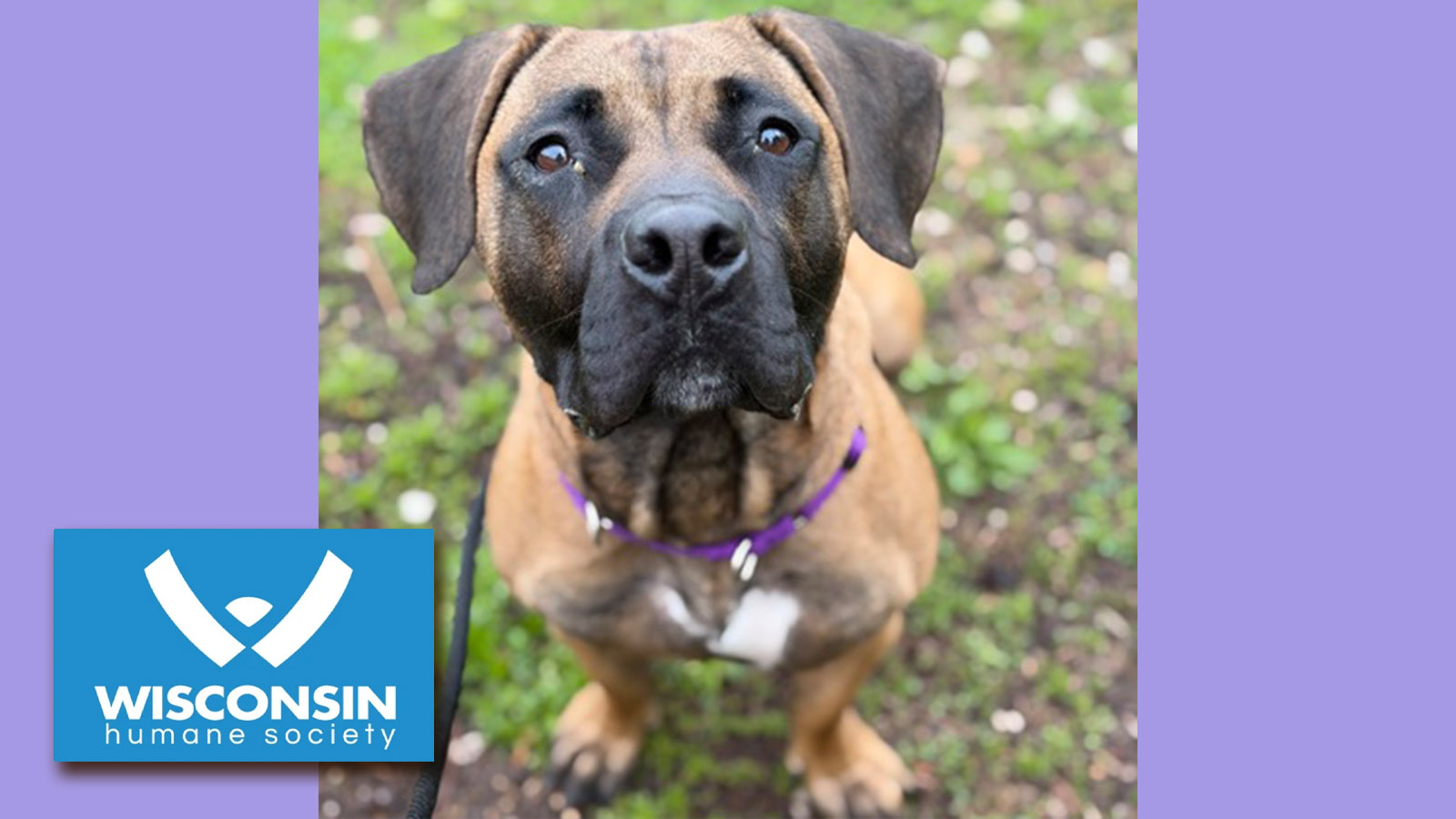 k.com POTW Siri Kenosha.com Pet of the Week Siri