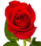 piasecki-Rose-for-obit (1)