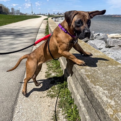 Kenosha.com Pet of the Week Siri