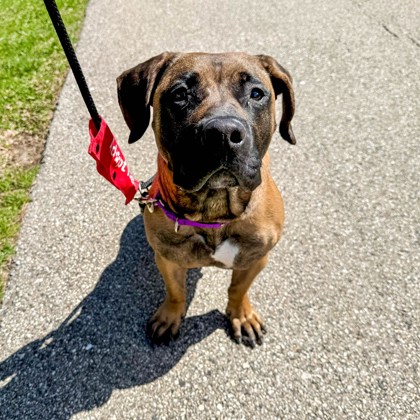 Kenosha.com Pet of the Week Siri