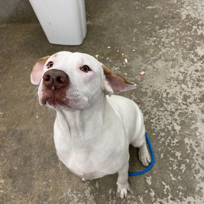 Kenosha.com Pet of the Week Fee Fee sitting
