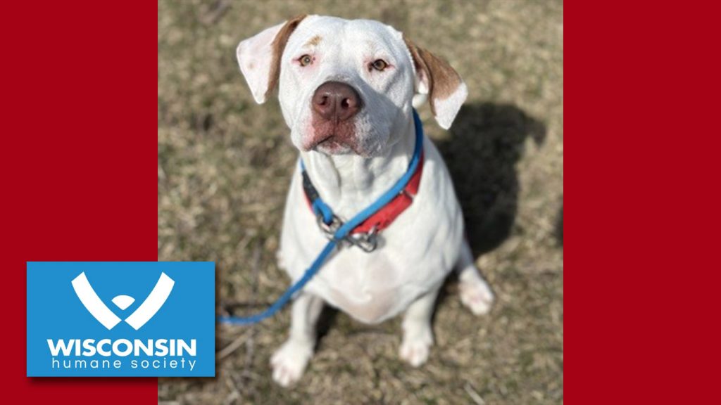 Kenosha.com's Pet of the Week Fee Fee