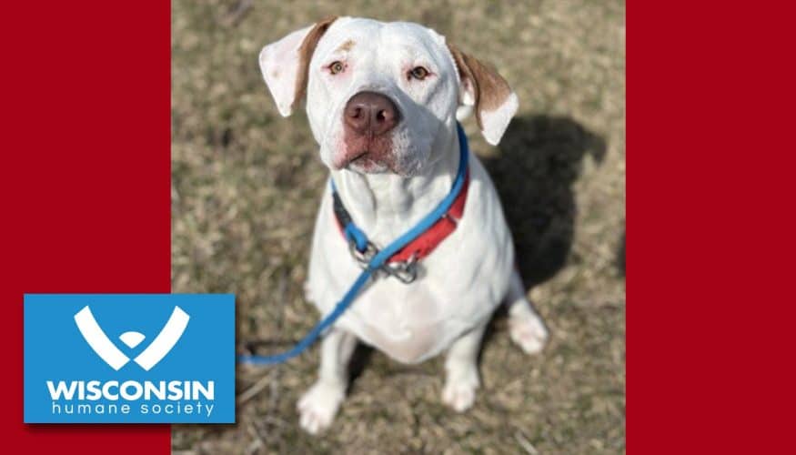 Kenosha.com's Pet of the Week Fee Fee