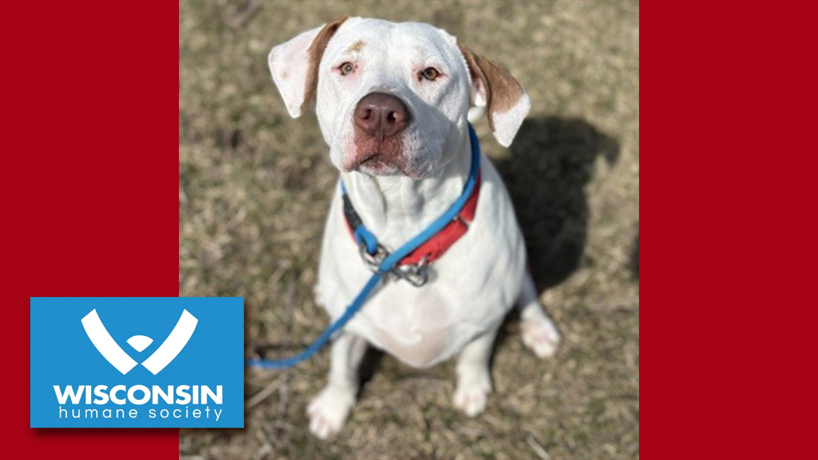 k.com POTW Fee Fee Kenosha.com's Pet of the Week Fee Fee