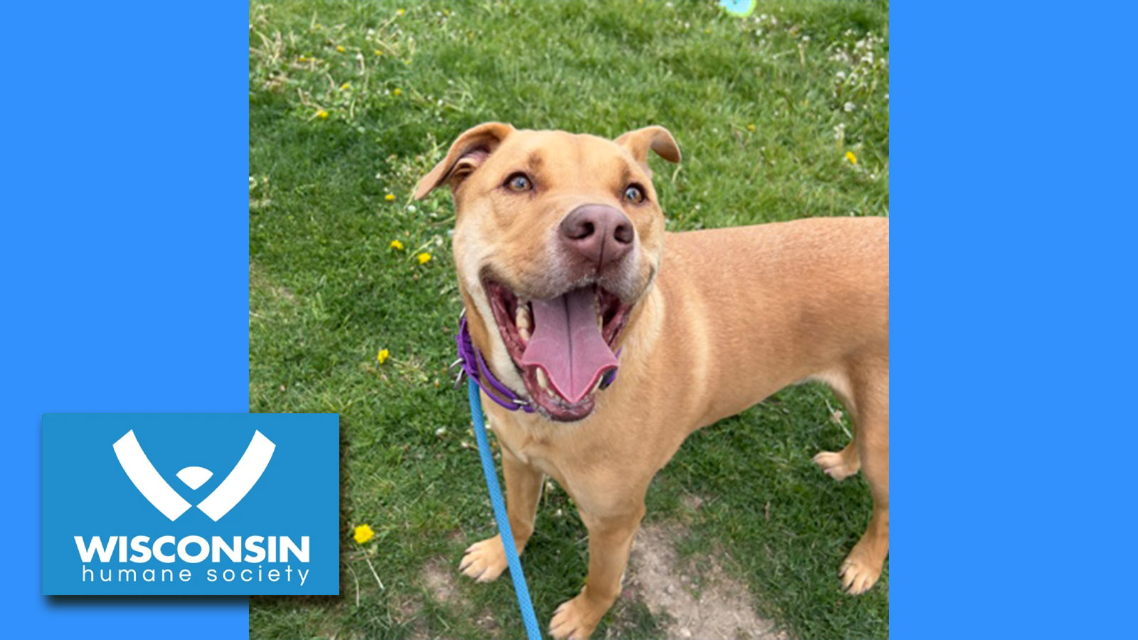k.com POTW Kota Kenosha.com's Pet of the Week Kota