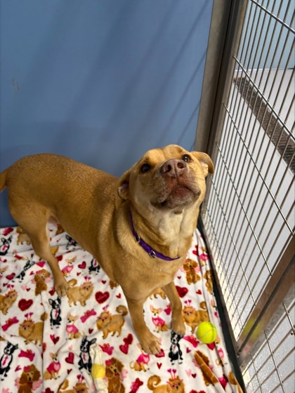 Kenosha.com's Pet of the Week Kota