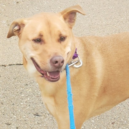 Kenosha.com's Pet of the Week Kota